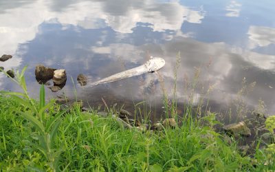 Die Rache der Nilgänse!?